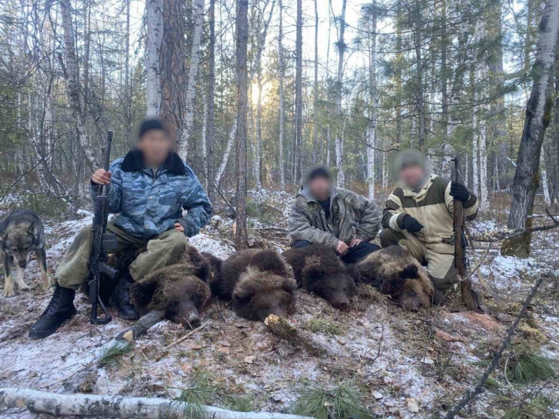 В Иркутской области охотники разорили берлогу и отстрелили медведицу с тремя медвежатами