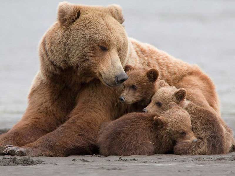 Четверо охотников незаконно добыли медведицу с тремя медвежатами в Приангарье