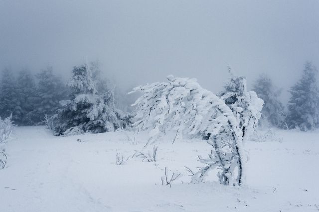 МЧС предупреждает о снеге и сильном ветре в Иркутской области 26 ноября
