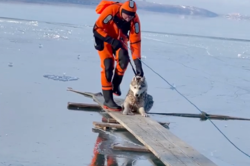 Сотрудники МЧС спасли хаски, провалившуюся под лед на Иркутском водохранилище