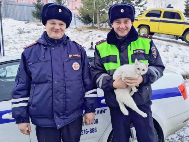Тулунские полицейские спасли просидевшую трое суток на дереве кошку
