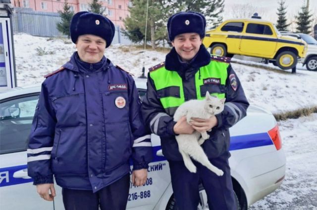 Дорожные инспекторы спасли застрявшую на дереве кошку в Тулуне