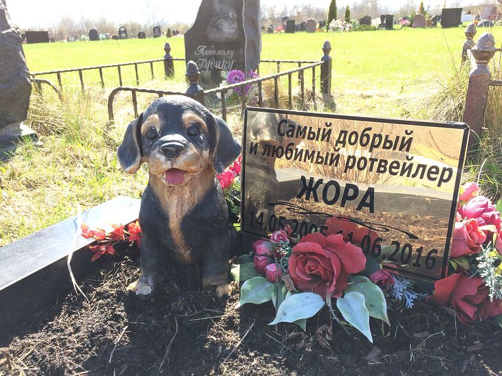 В середине 2022 года в Улан-Удэ откроют кладбище домашних животных