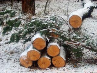 В Чунском районе "черные лесорубы" вырубили лес на 1,2 миллиона рублей
