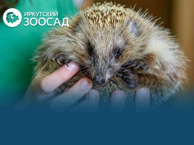 Два зоопарка в Иркутске получили бессрочную лицензию на работу с животными