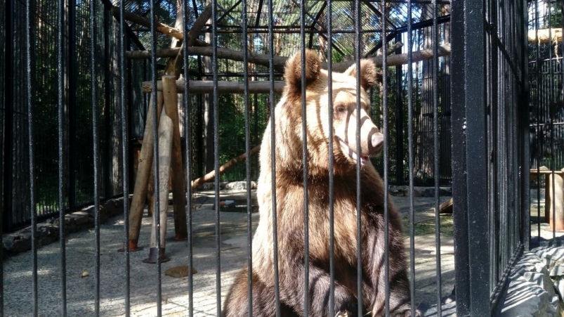 Россельхознадзор: Лишь половина зоопарков и зоосадов в Приангарье получила лицензию