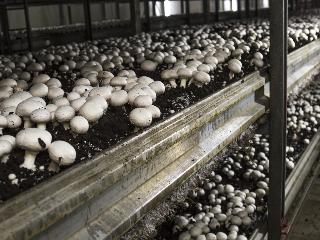 На единственной в Приангарье грибной ферме собрали рекордный урожай шампиньонов