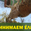 Жители Иркутска могут сдать новогодние елки в зоосад