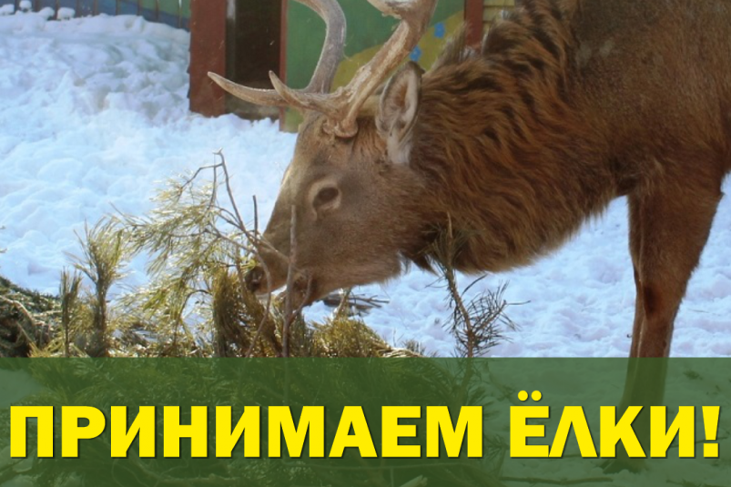 Жители Иркутска могут сдать новогодние елки в зоосад