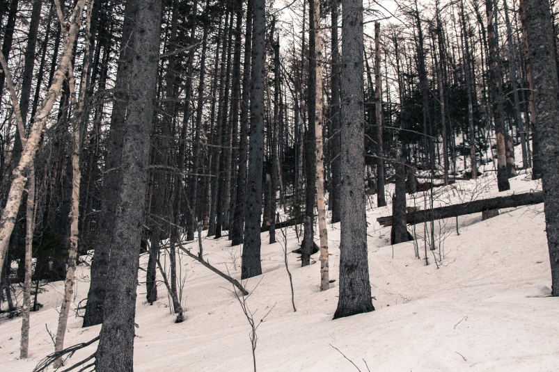 Работники охраны природы способствовали рубке леса на 90 млн рублей в Иркутской области