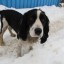 Пьяный житель Усолья-Сибирского забил свою собаку молотком и отверткой