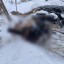 В Усолье-Сибирском мужчина до смерти забил свою собаку