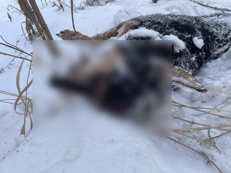 В Усолье-Сибирском мужчина до смерти забил свою собаку