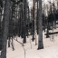 Нарушения на 14,8 млн рублей выявили в лесах Иркутской области в декабре