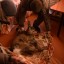 Жители посёлка Большое Голоустное спасли замёрзшего детёныша косули