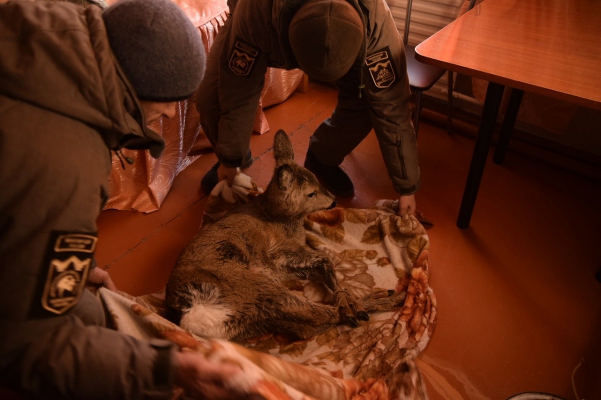 Жители посёлка Большое Голоустное спасли замёрзшего детёныша косули