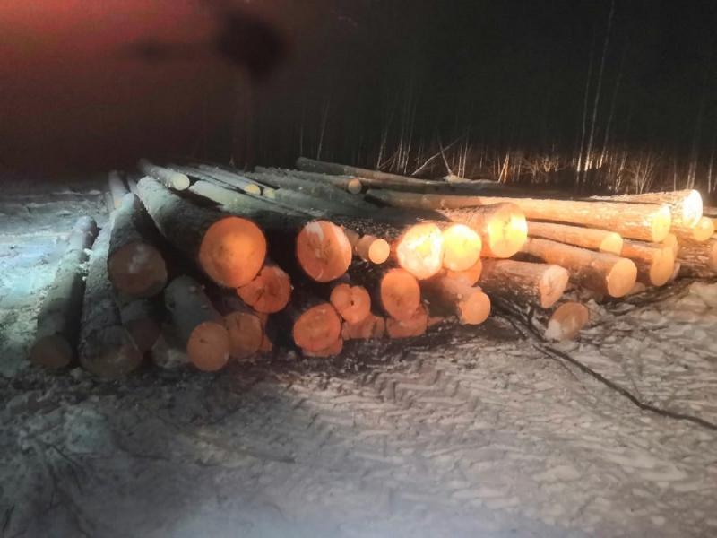 В Иркутской области полицейские пресекли незаконную рубку леса на сумму более 3 млн рублей