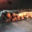 В Иркутской области полицейские пресекли незаконную рубку леса на сумму более 3 млн рублей