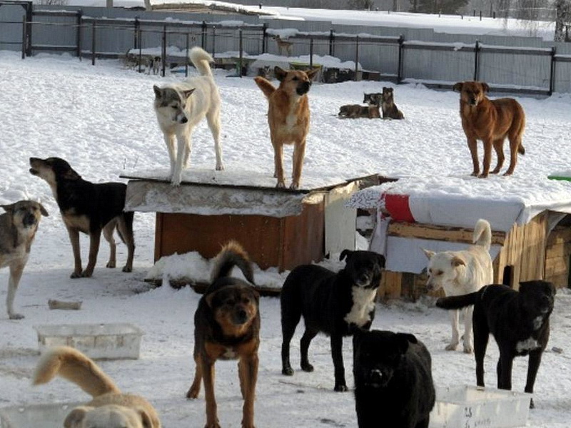Более 359 бездомных собак планируют отловить в Иркутске