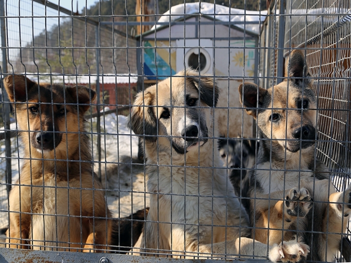 359 бездомных собак планируют отловить в Иркутске в 2022 году