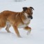 Более 350 бездомных собак планируют отловить в Иркутске в 2022 году