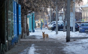 В Иркутской области планируют установить штрафы за нарушения при отлове бездомных животных