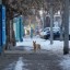 В Иркутской области планируют установить штрафы за нарушения при отлове бездомных животных