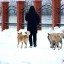 В Иркутской области будут штрафовать за нарушения при отлове бездомных животных