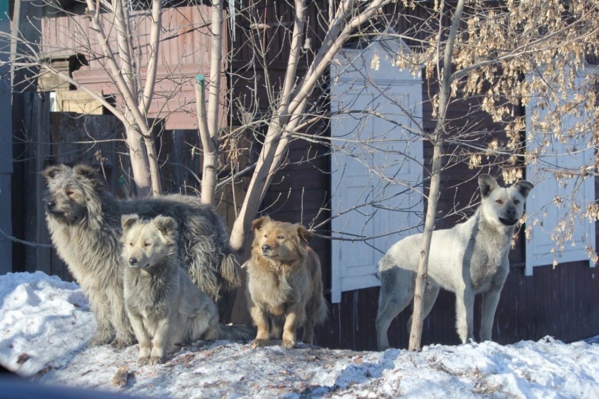 В Иркутске усилен контроль за ситуацией с безнадзорными животными