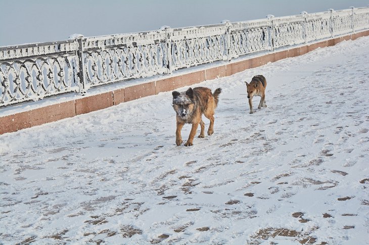 После инцидента в Забайкалье в Иркутске проверят организации, отлавливающие бездомных собак