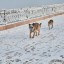 После инцидента в Забайкалье в Иркутске проверят организации, отлавливающие бездомных собак