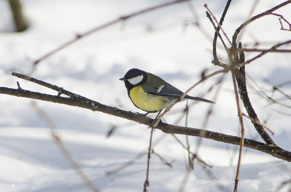 В Тайшете 1 февраля стартует акция «Покормите птиц!»