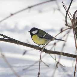В Тайшете 1 февраля стартует акция «Покормите птиц!»