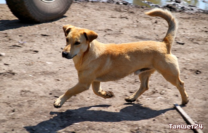 В Тайшетском районе отловят 80 бездомных собак