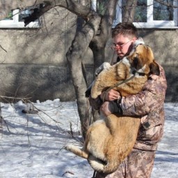 70 бездомных собак отловили в Иркутске с начала января