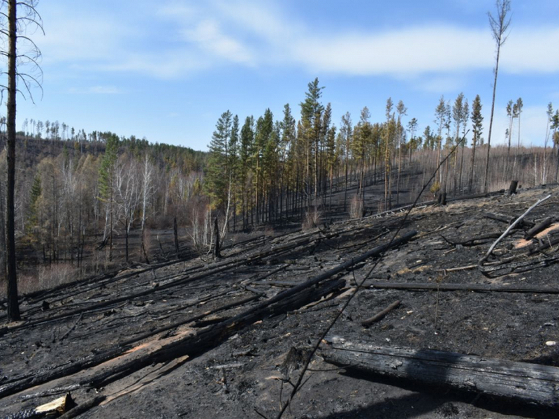 В Боханском районе два тракториста уничтожали старую солому и спалили 120 гектаров леса