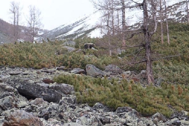 Медведь вышел к туристам во время массового восхождения в горах Бурятии