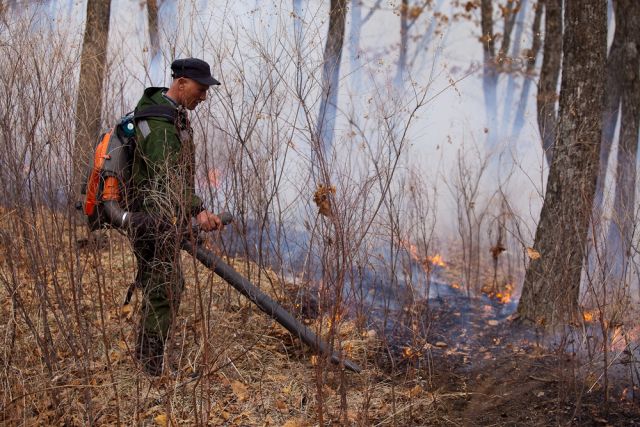 Высокий и чрезвычайный классы пожароопасности сохраняются в лесах области