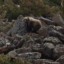 Медведь преградил путь группе туристов в горах на севере Байкала