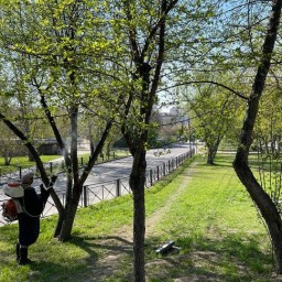 От горностаевой моли в Иркутске обработают 54 тысячи деревьев