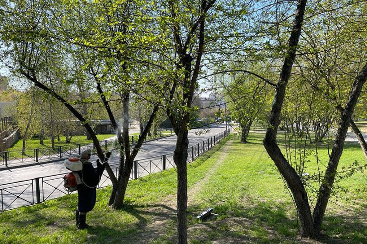 От горностаевой моли в Иркутске обработают 54 тысячи деревьев