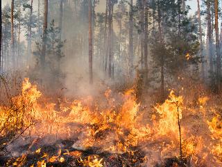 За сутки в Иркутской области ликвидирован 21 лесной пожар