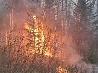 Мэр Братского Дубровин района рассказал о текущей лесопожарной ситуации
