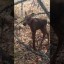 Двух лосят спасли на пожаре в лесу под Тайшетом