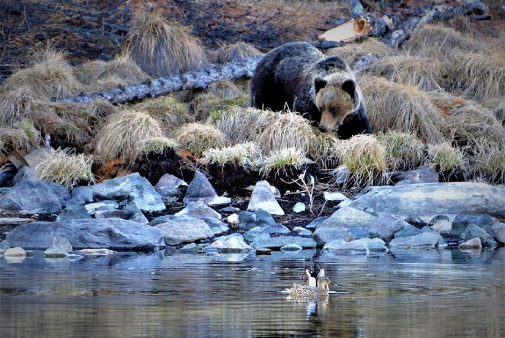 Медведь три часа держал в страхе туристов на КБЖД