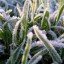 Заморозки до -2 ожидаются во вторник в Иркутской области
