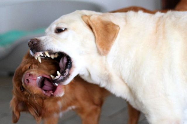 В Приангарье разработали методику оценки агрессивности собак