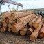 Полицейские в Иркутской области перекрыли канал контрабанды древесины