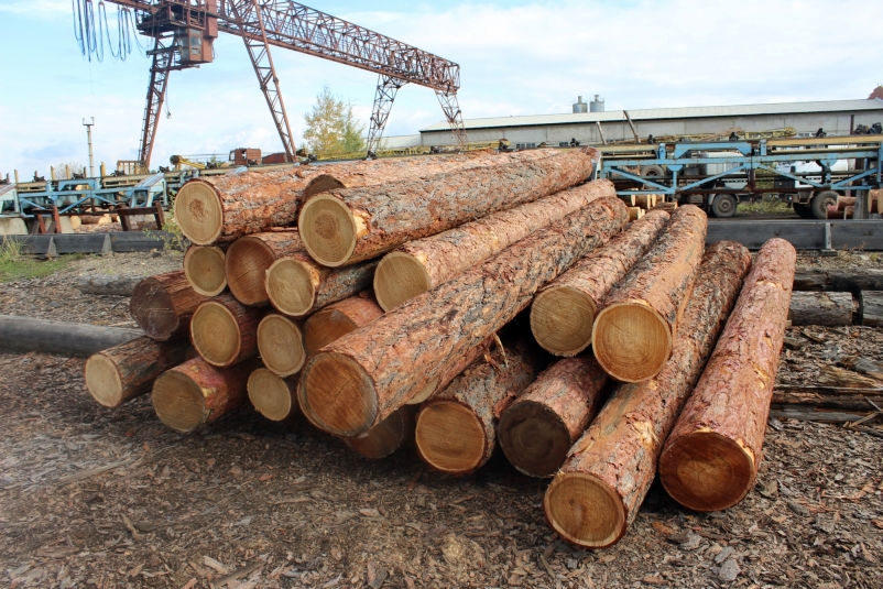 Полицейские в Иркутской области перекрыли канал контрабанды древесины