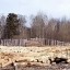 В Тайшетском районе перекрыли канал контрабанды древесины